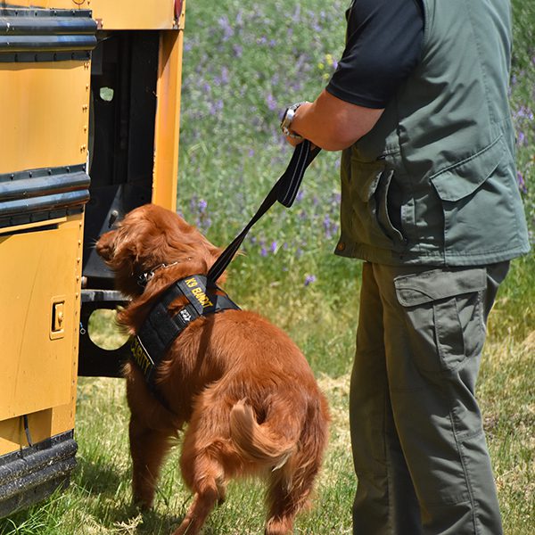 Bomb dog searching school bus for bomb