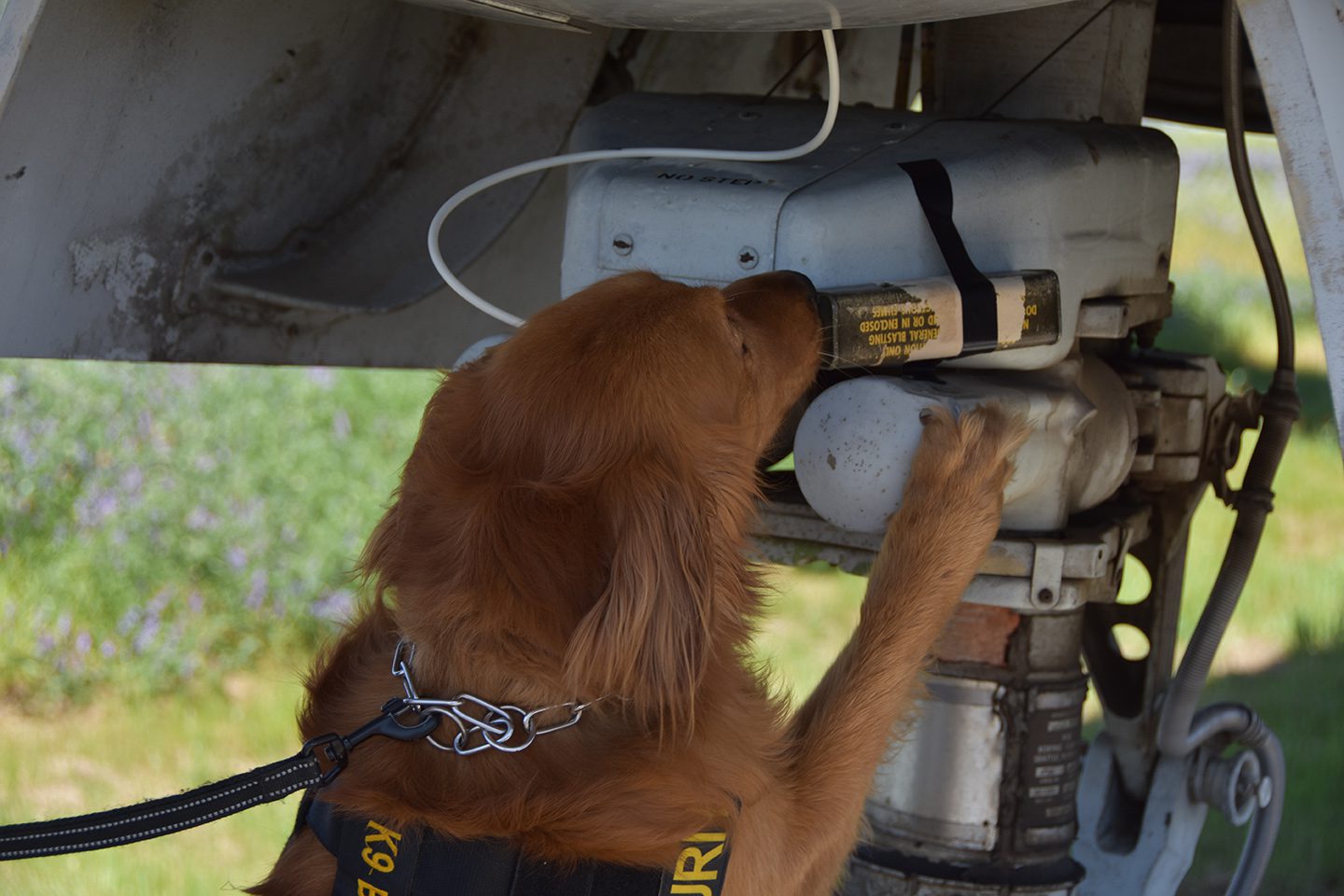 Bomb dog searching plane