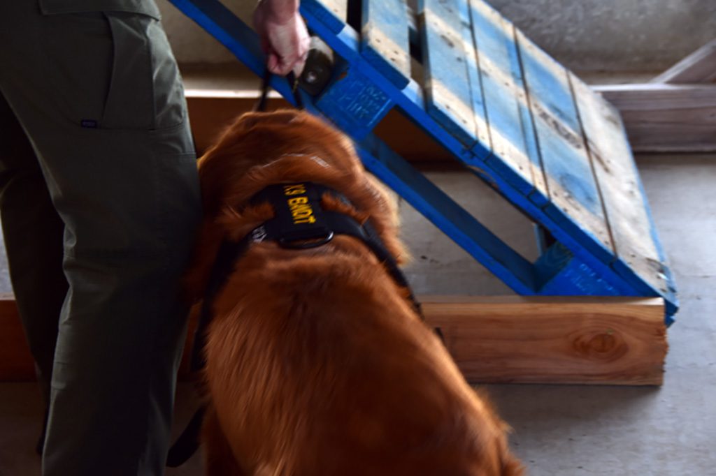 Bomb dog searching interior Bomb dog searching interior