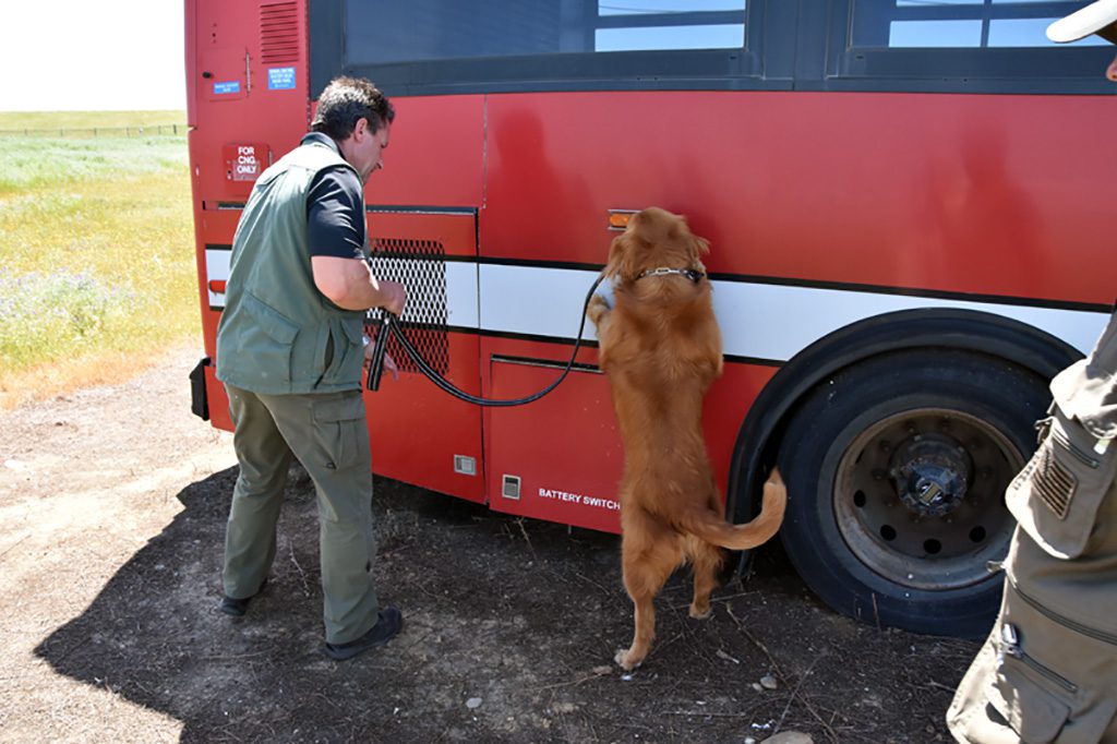 Bomb dog Buster searching event transportation