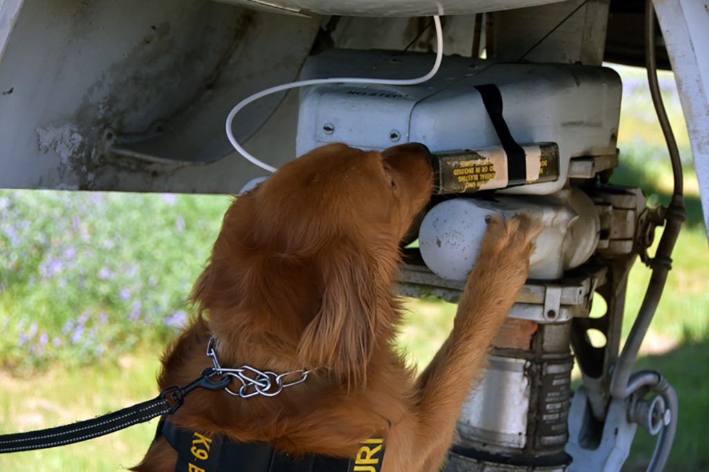 Bomb dog Buster finding hidden explosives during training