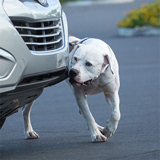 Bomb dog searching car for bomb