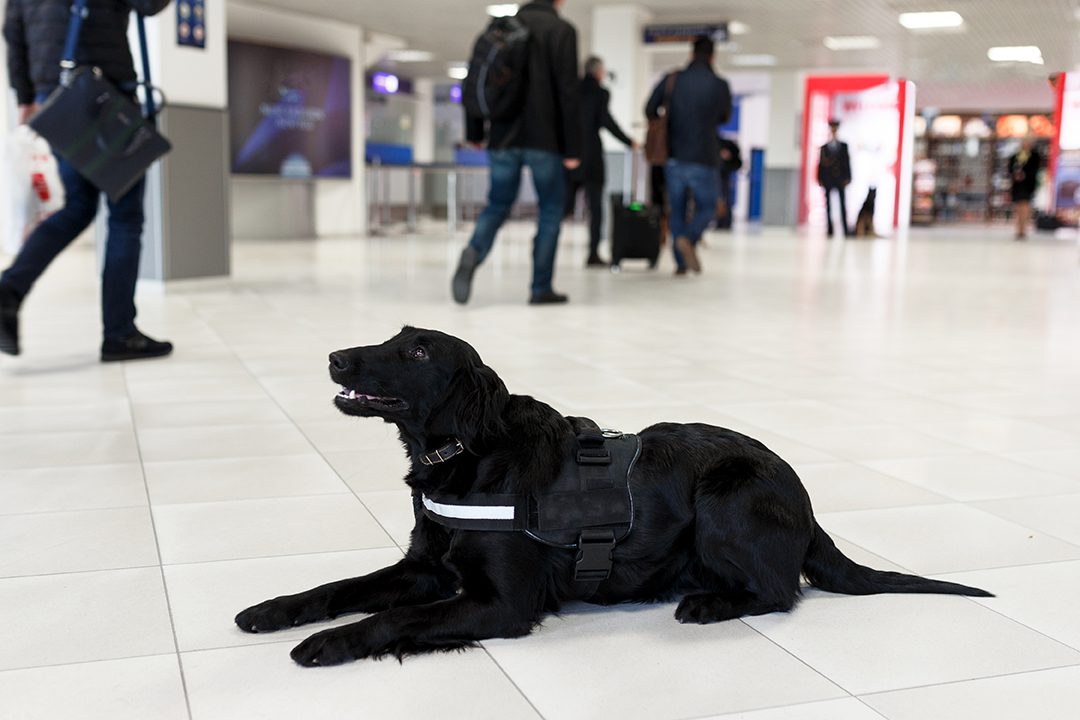 Bomb dog on alert