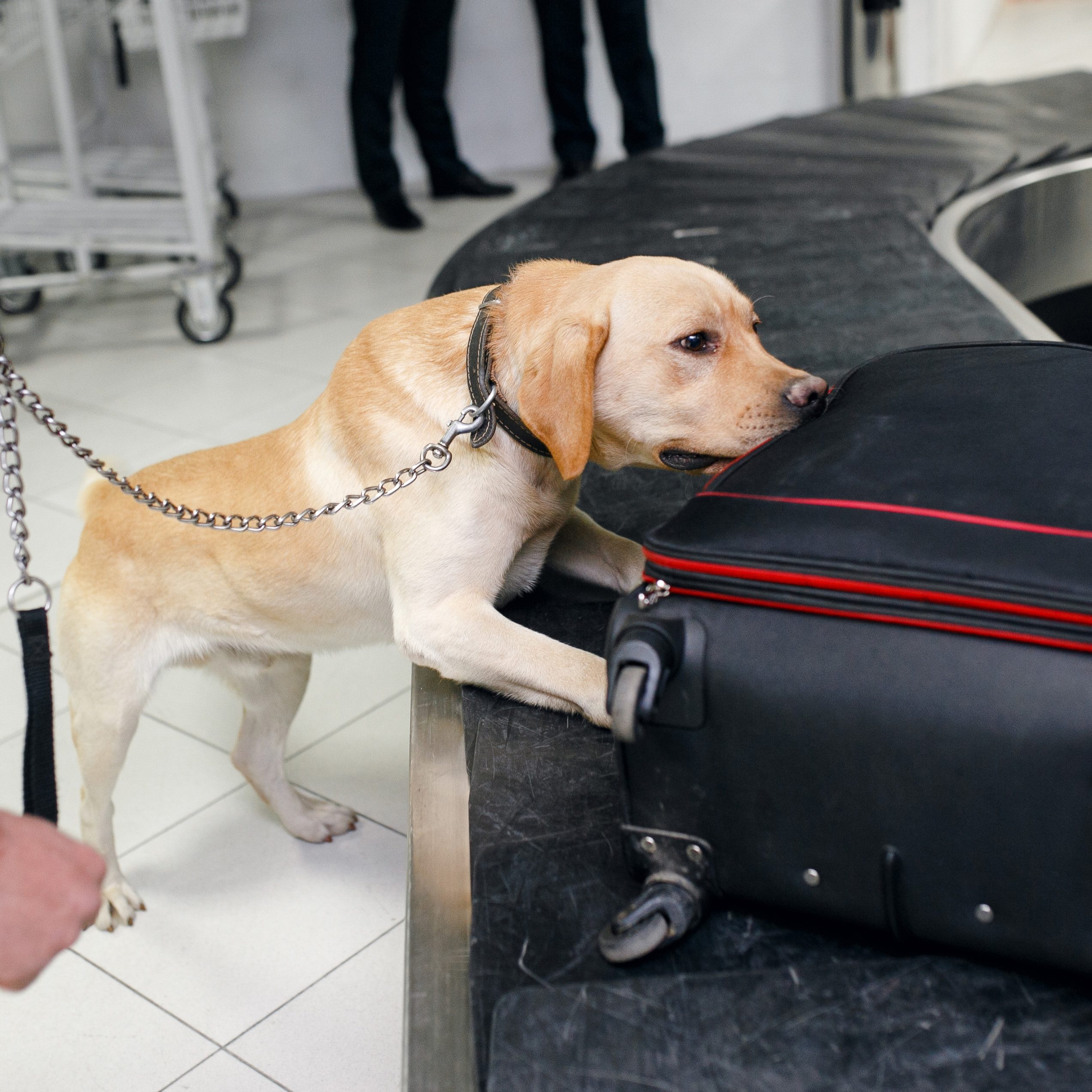 Bomb dog searching luggage for bomb