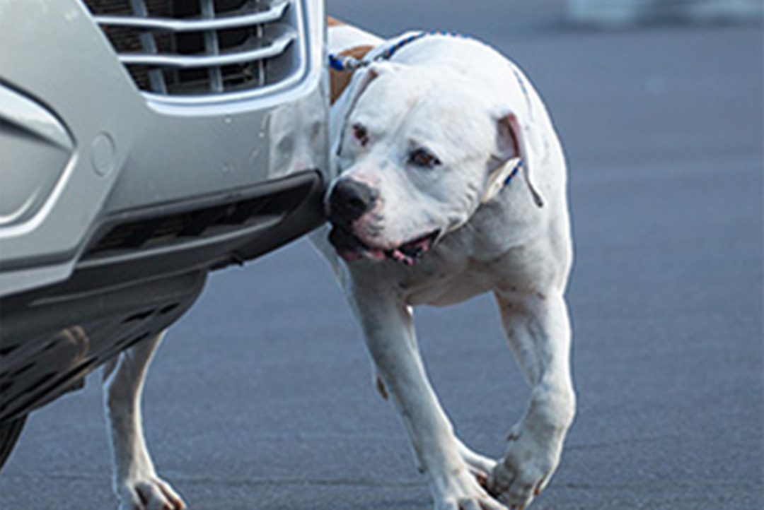 Bomb dog used as psychological deterrent